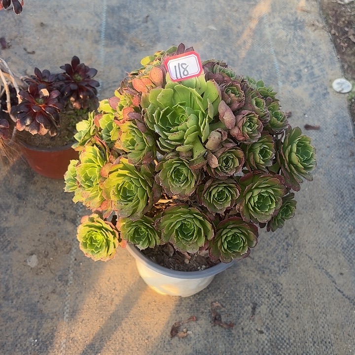绿萝莉118法师多肉植物