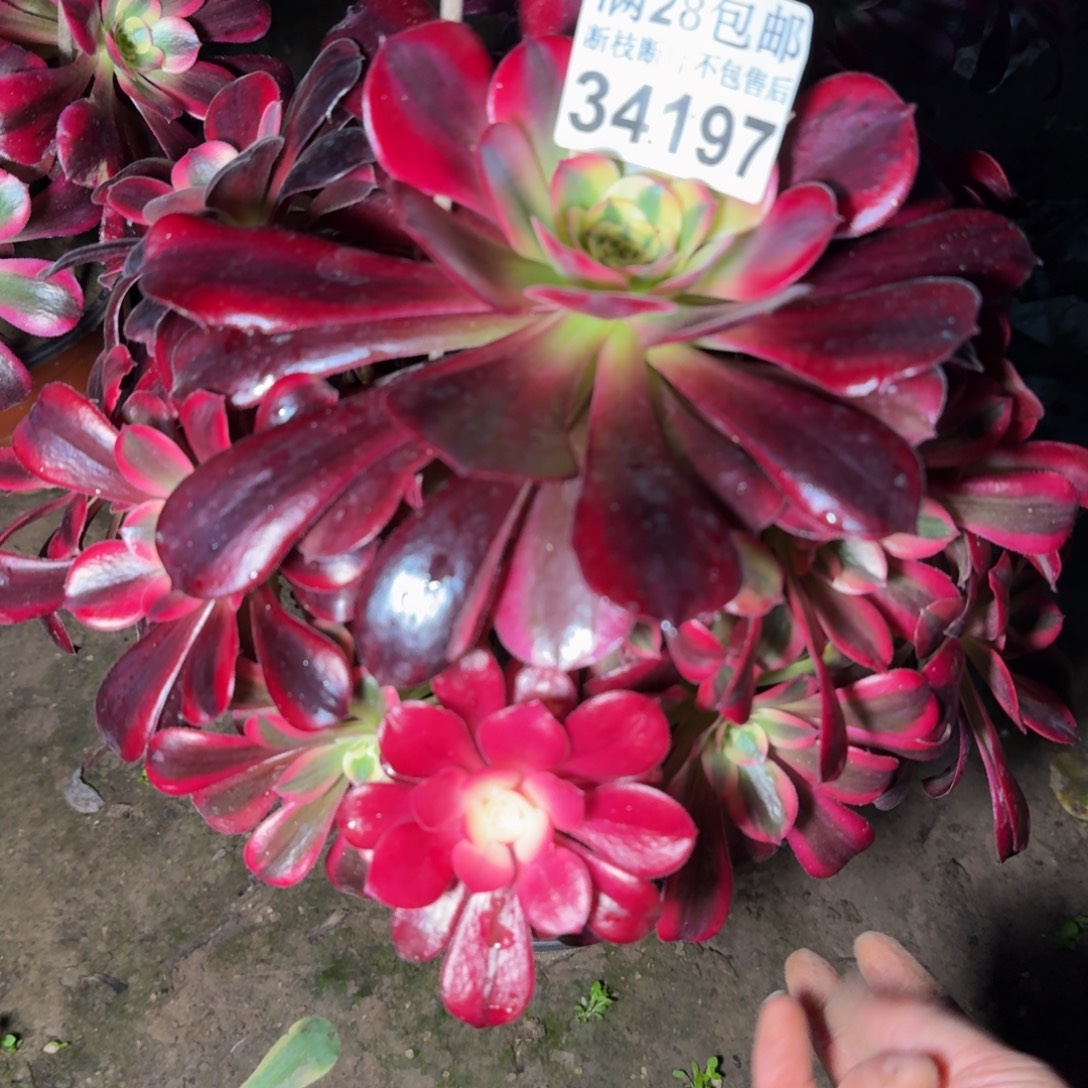 34197美杜莎杆歪不包断枝