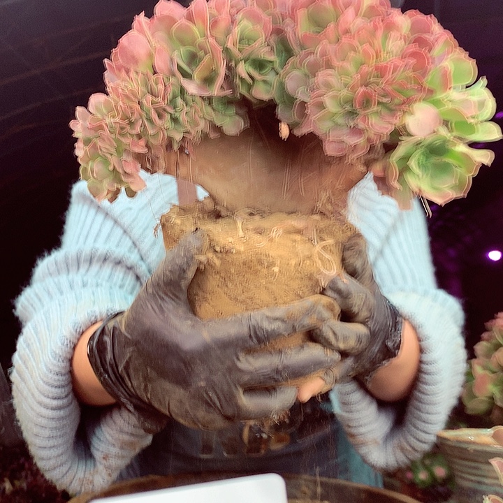 柒柒精品多肉脱土发货不包断侧枝S141