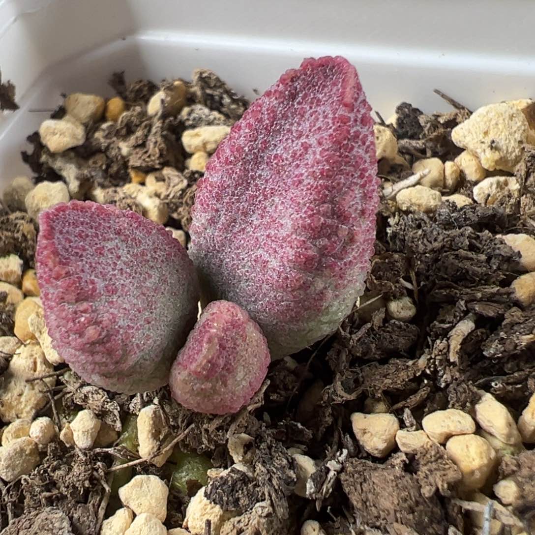 实生新品多肉植物水泡实生新品