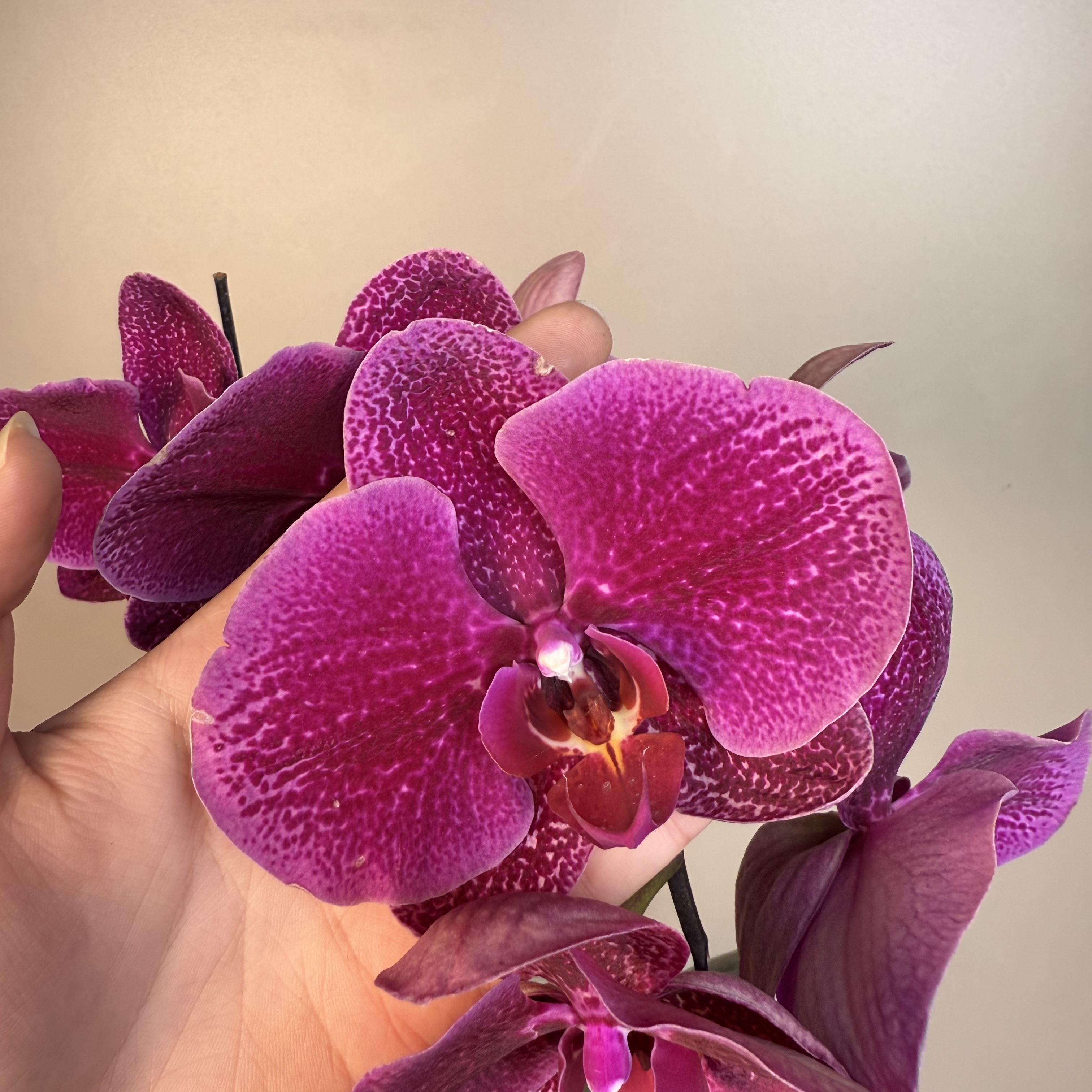 《明兰基地》蝴蝶兰（代号2161）全花开花珠发货