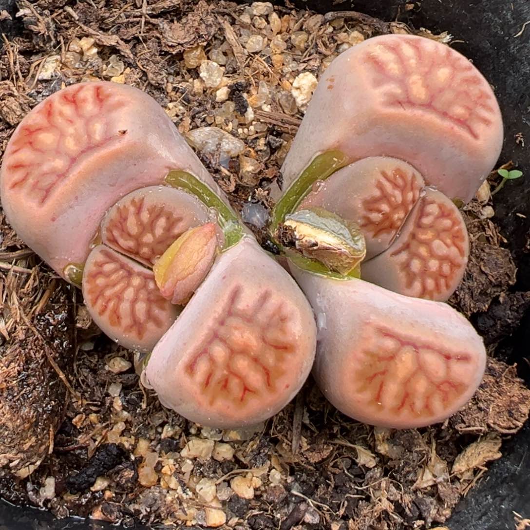 1.21好看的多肉986