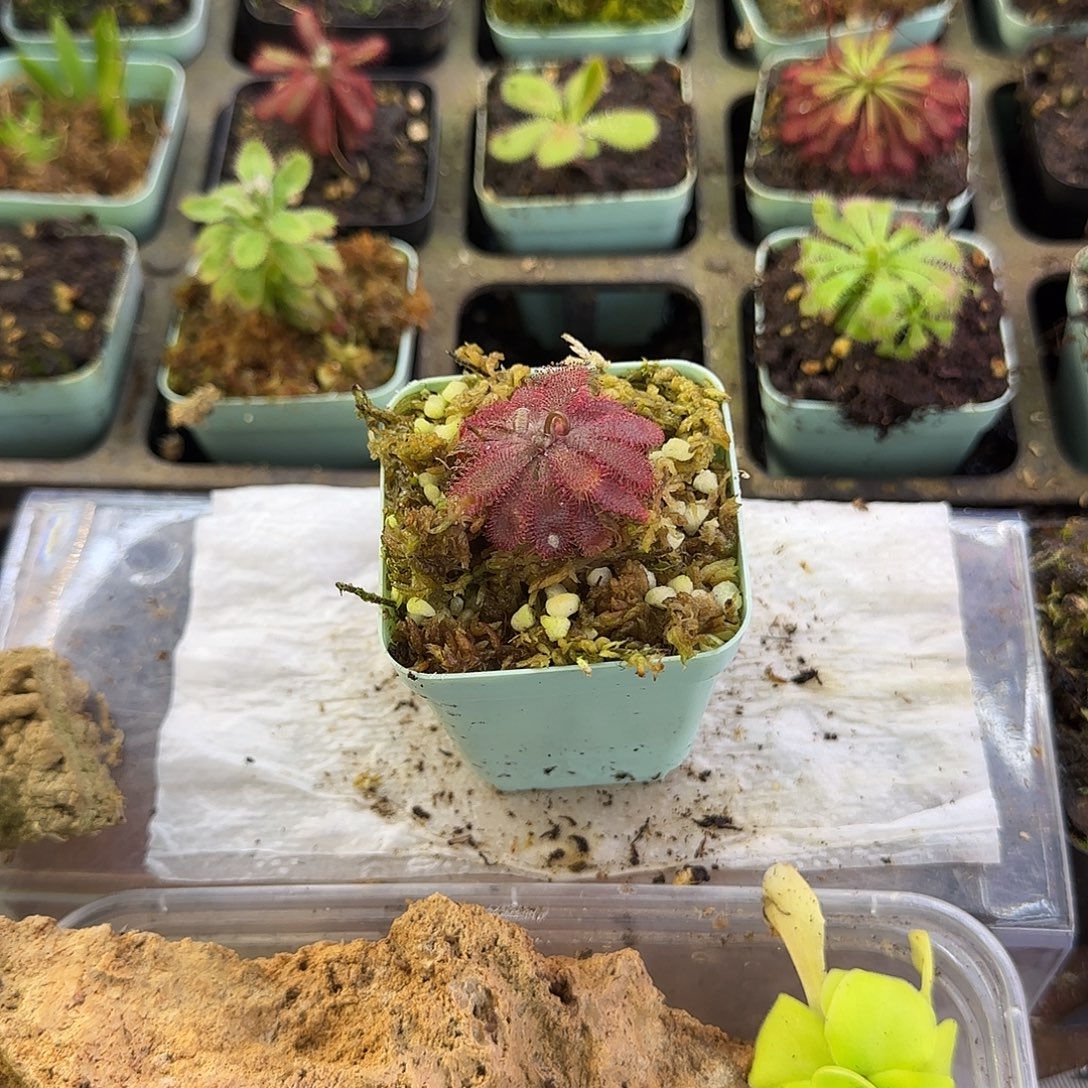 完全开放山地茅膏菜