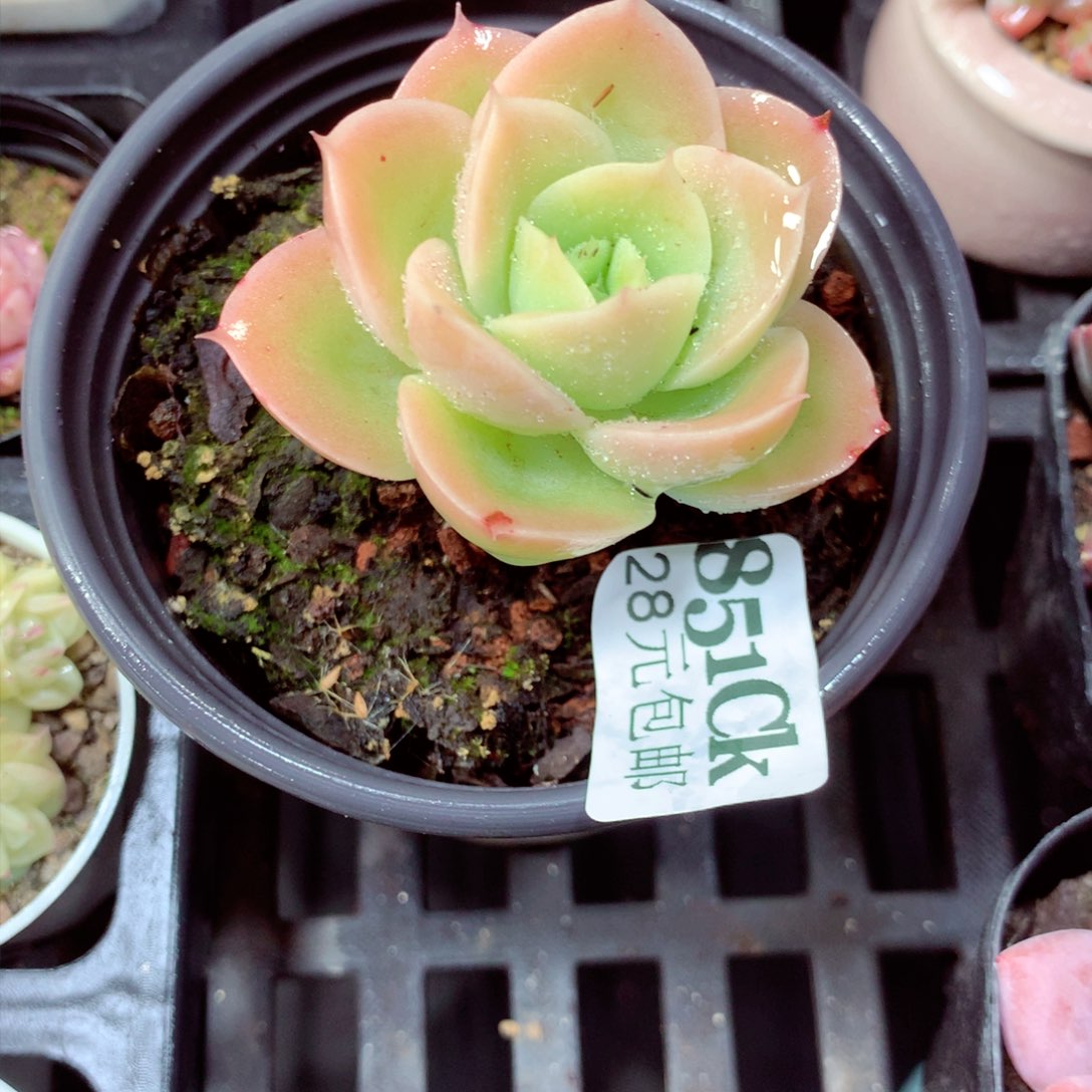 5厘米盆精控多肉851