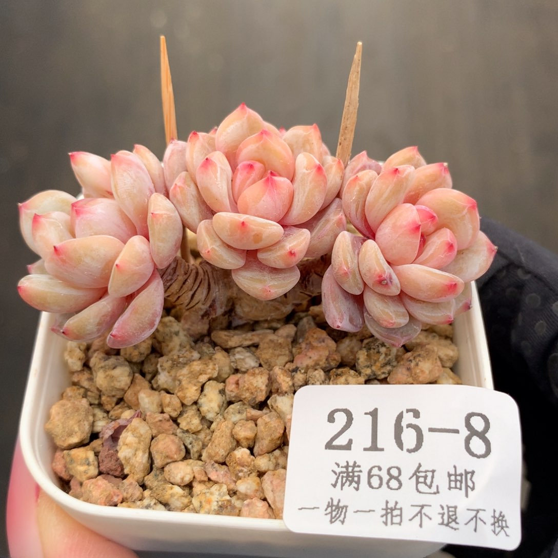 8。玉芙蓉。小脸三头朵缀树桩。6cm