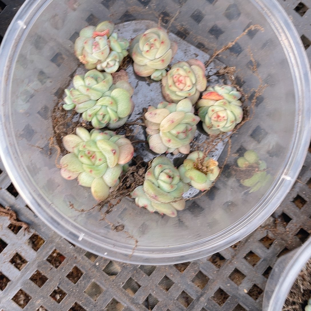 多肉植物多肉植物505