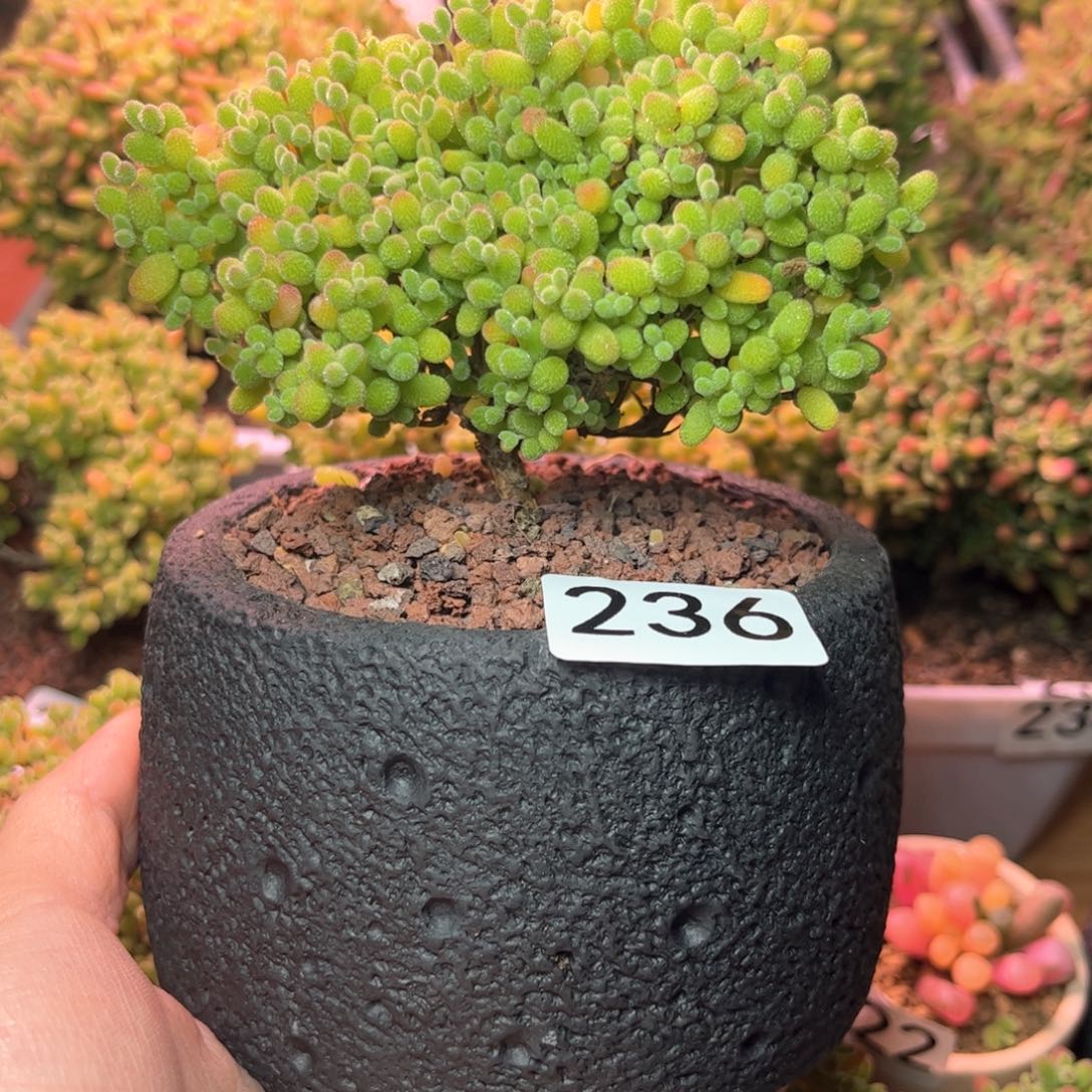 236大金桔可爱多肉植物