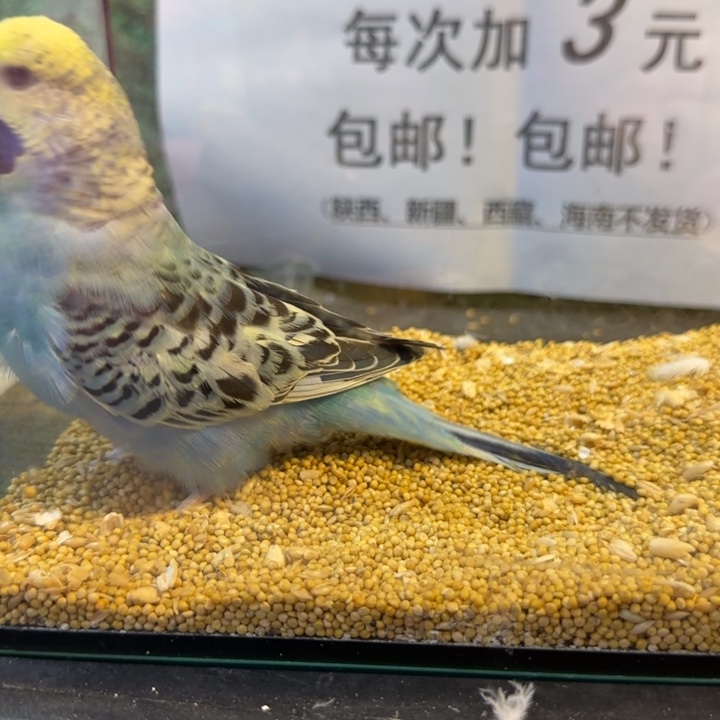 虎皮鹦鹉大头虎皮鹦鹉