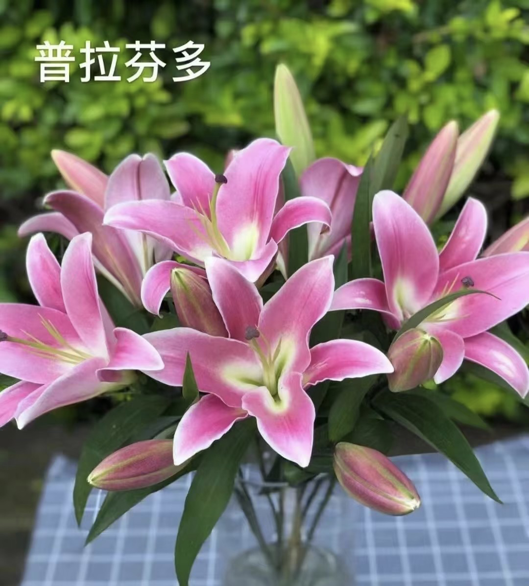 云南基地直发～单瓣香水百合～普拉芬多～顺丰冷链～当天发货