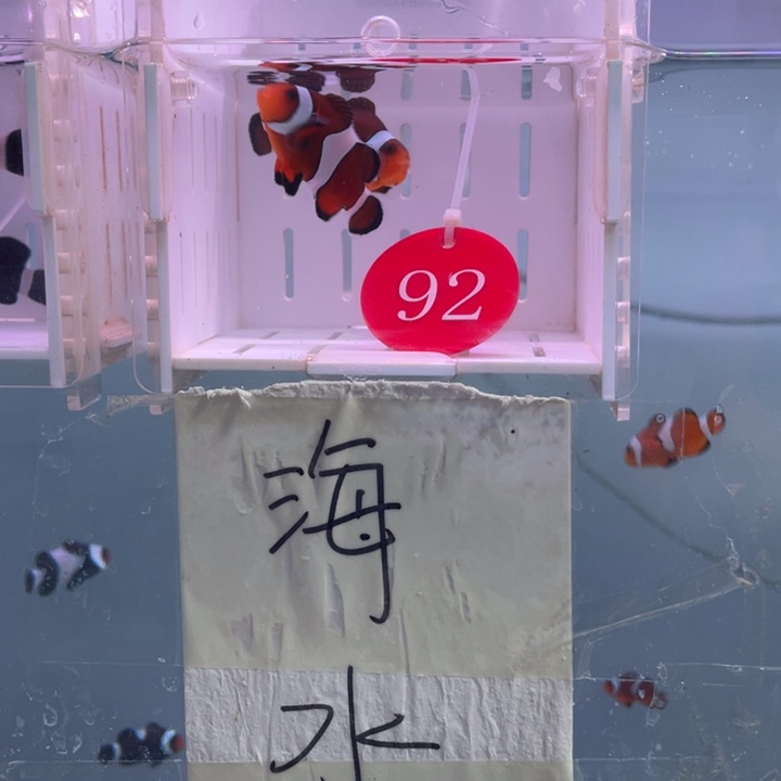 海水鱼精品玛瑙2条4-5