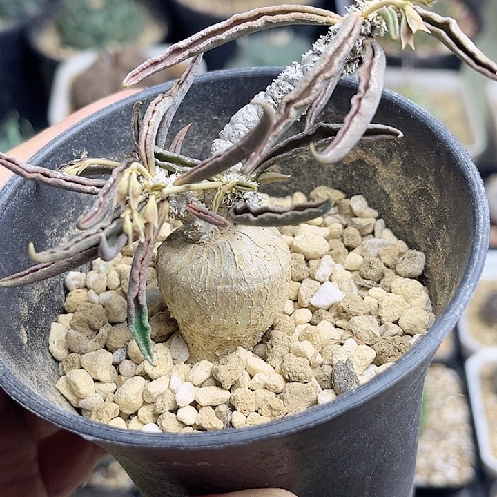 麒麟块根一颗一物一拍