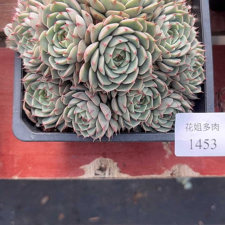 ī****1453一颗88888888888