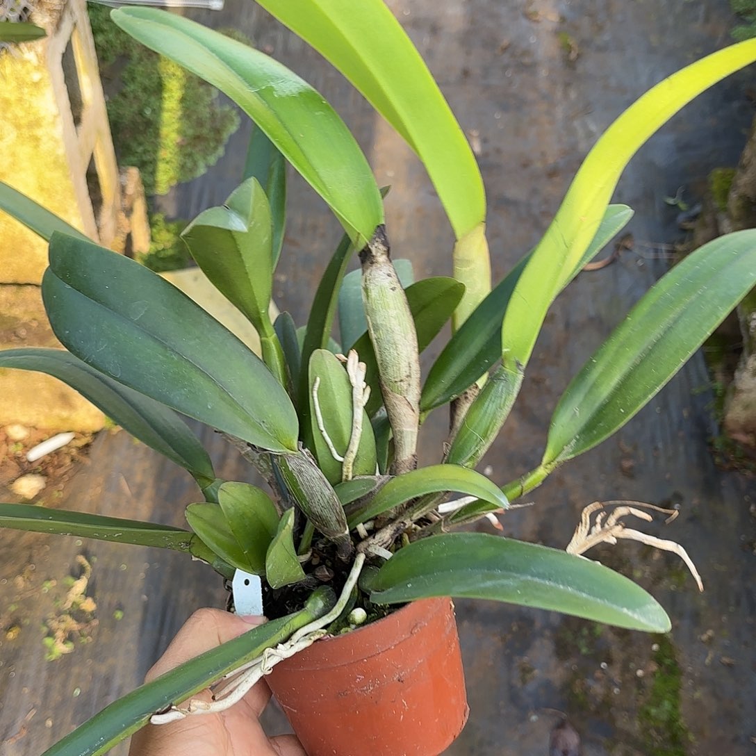 完全开放粉帕西卡特