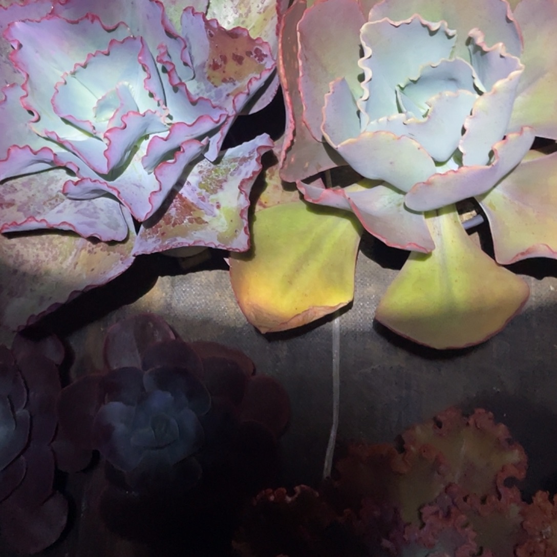 小***多83号包菜系列多肉植物2棵