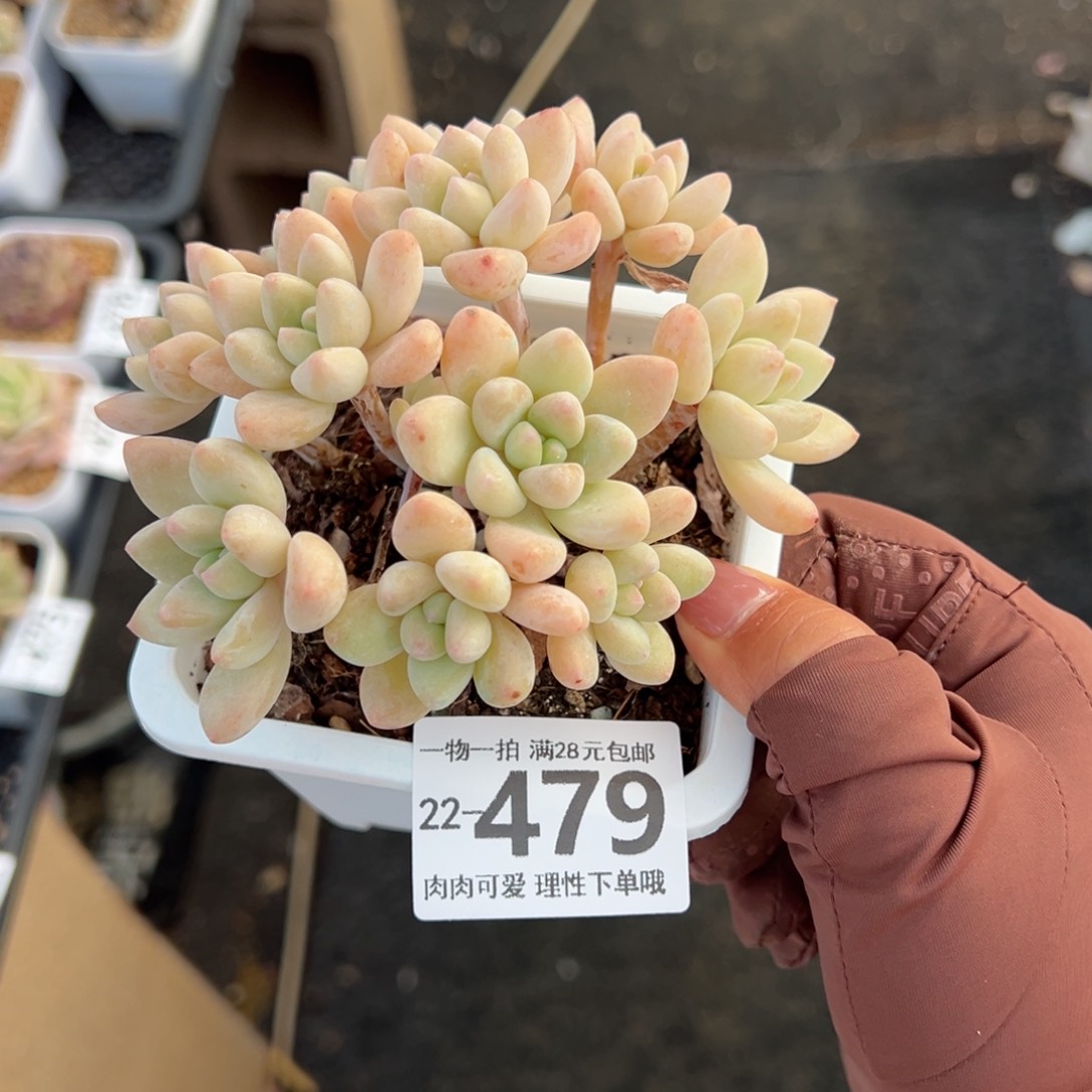 奶酪蛋糕多肉多肉，