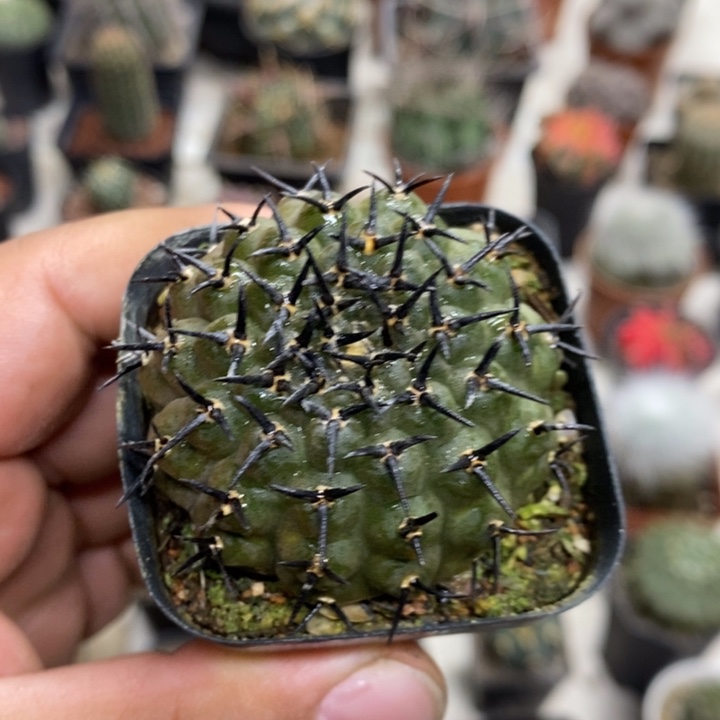 实生黑刺凤头特价