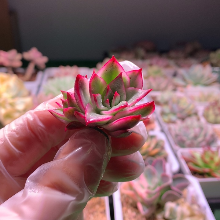 吉塞尔，锦哥多肉