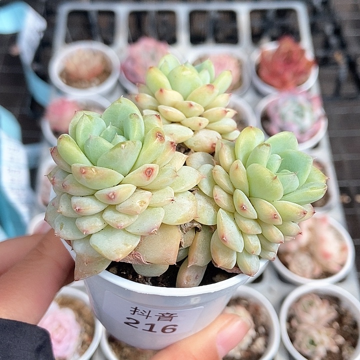 一物一拍满十元包邮发货 216