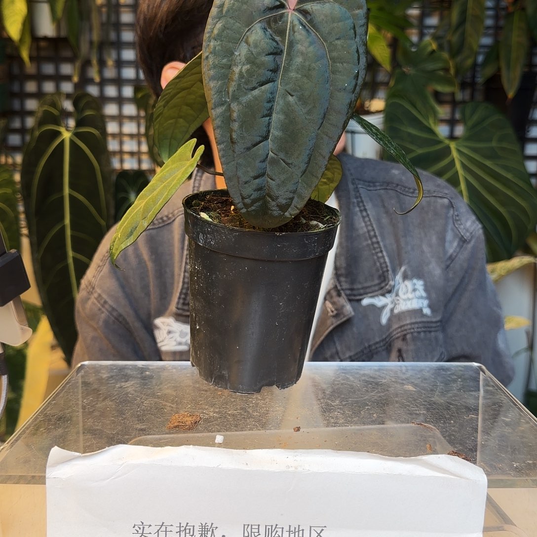 完全开放O192午夜魅影
