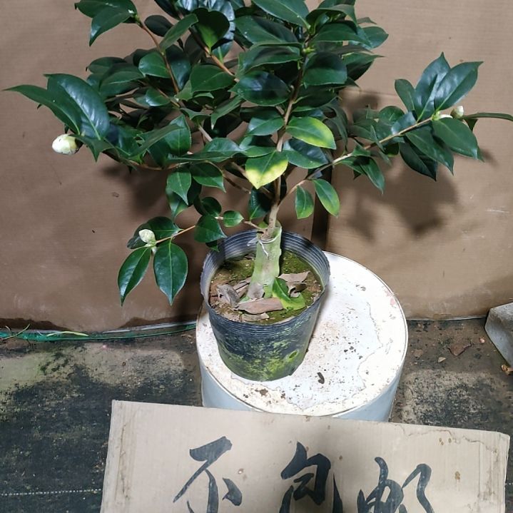 178白仙，原盆原土发货，不包邮