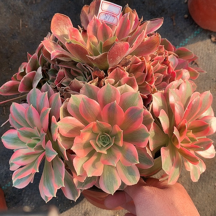 817女妖多肉植物