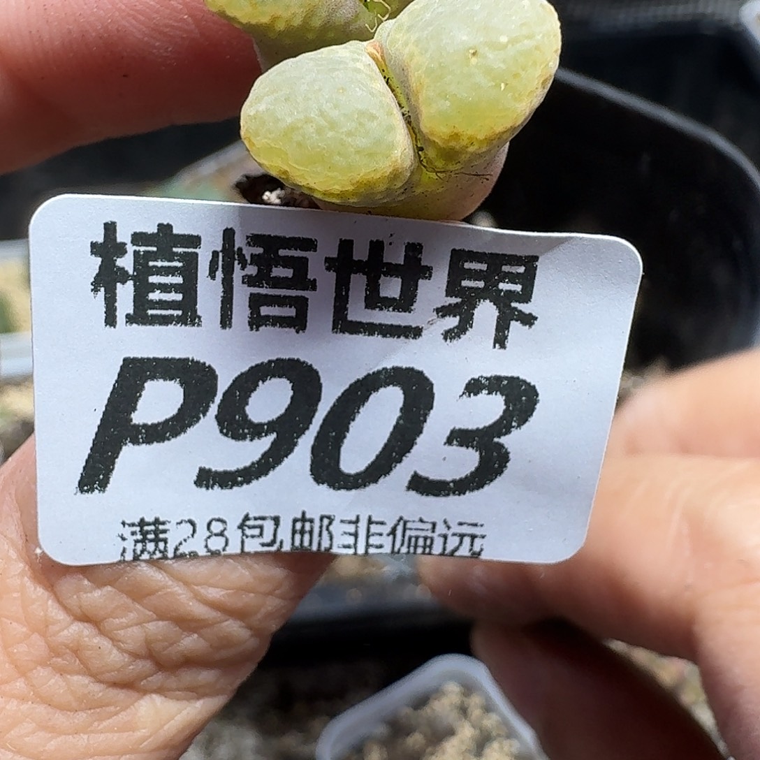 多肉植物的润泽cbb