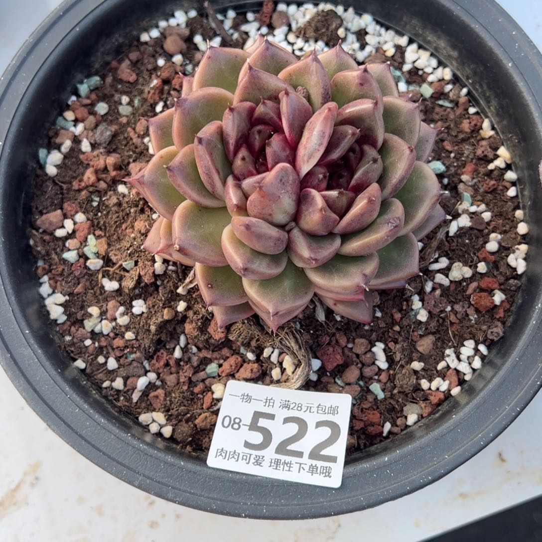 黑珍珠多多肉多肉多肉多