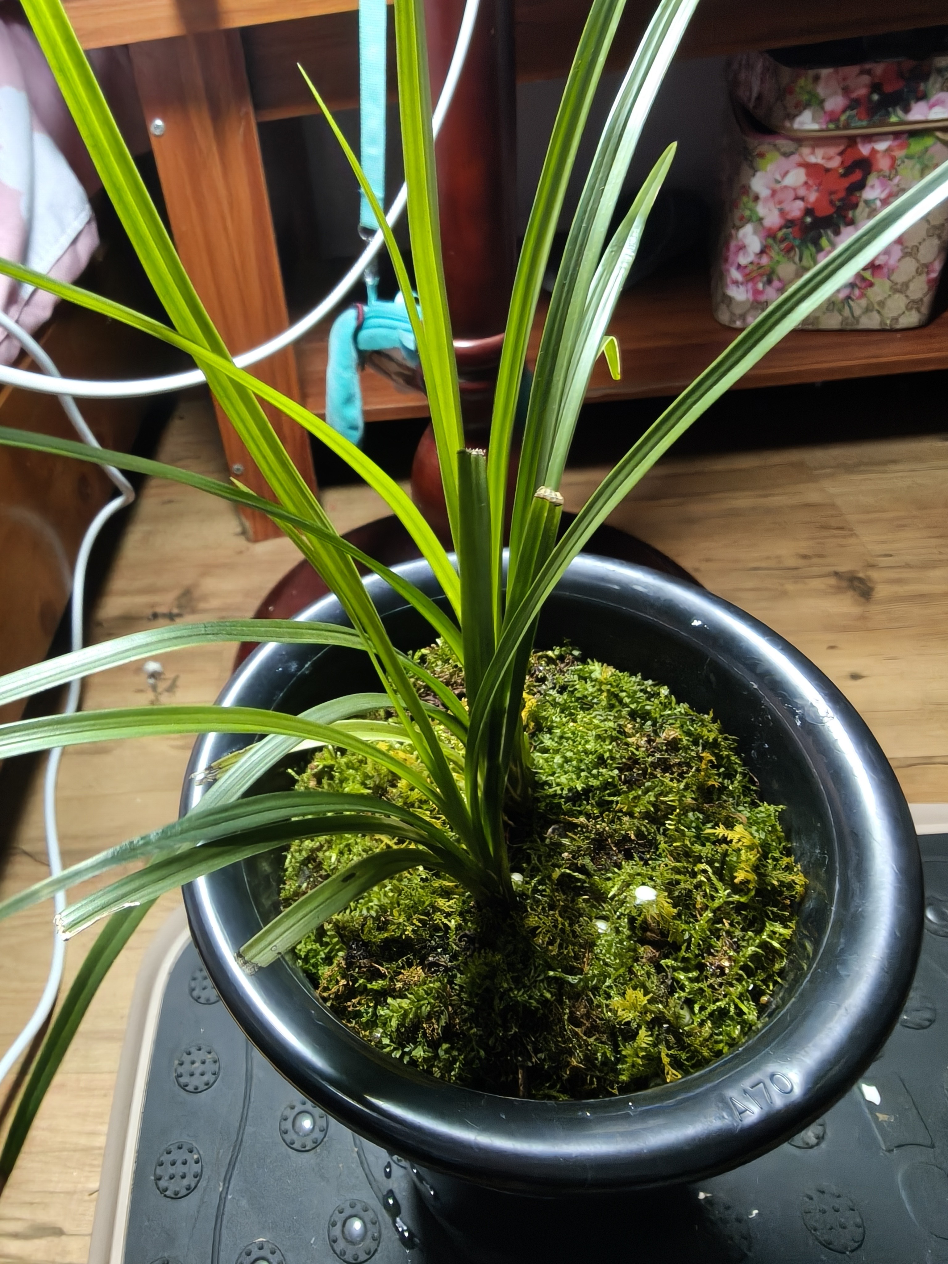 直播间观赏兰花私自下单不发