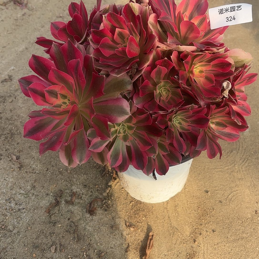 女巫多肉植物多头324