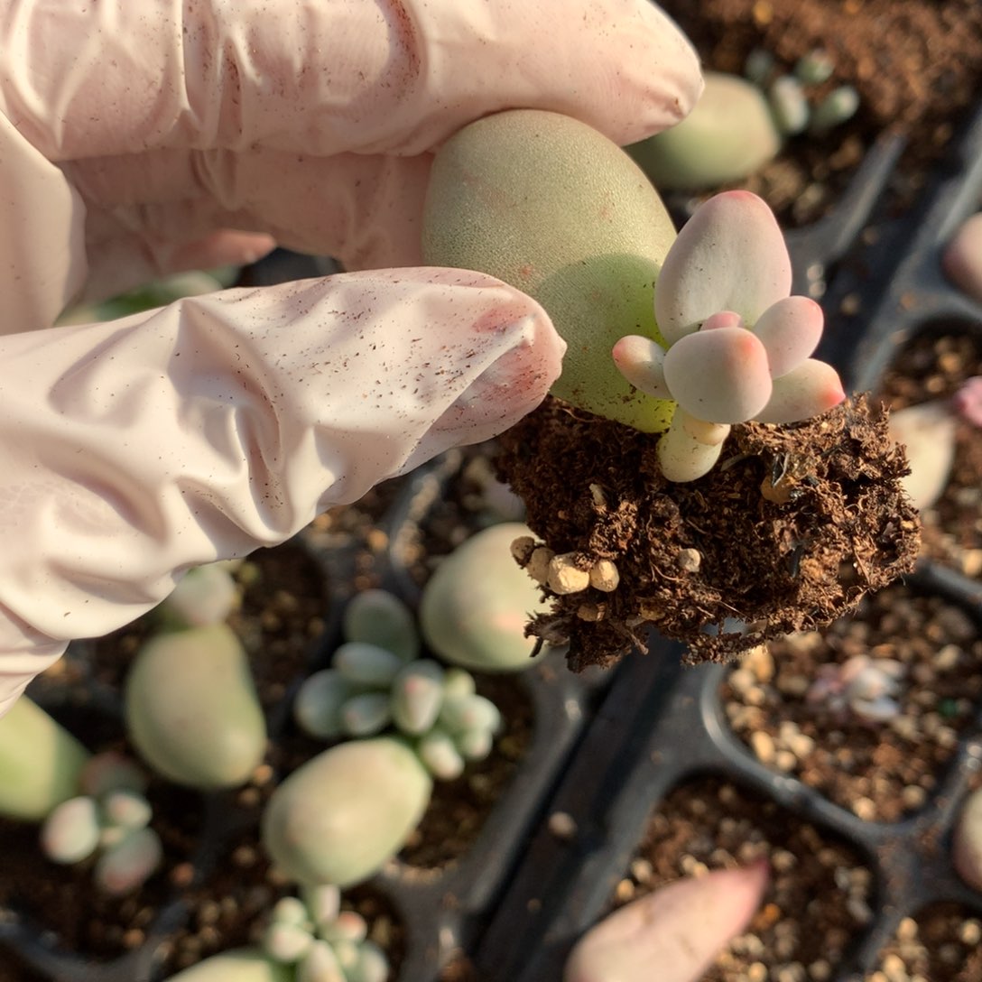 米可奶酪多肉米可奶