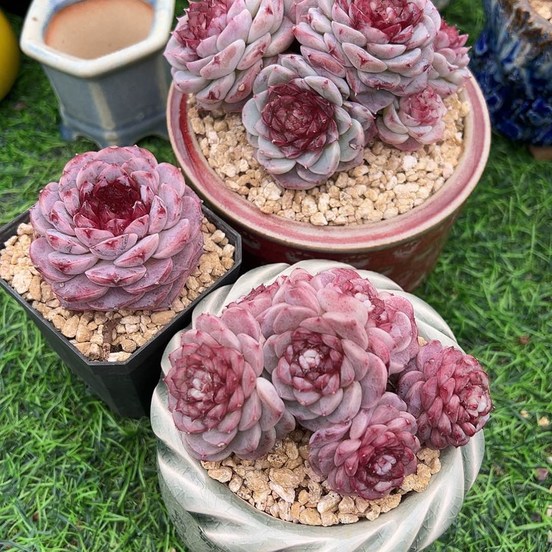 真**了啊石榴籽星影小树福利