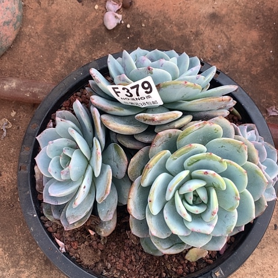 凤橙朵朵不包损不售后379 