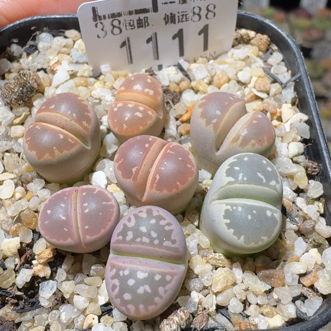 Sss清清清了便宜1111服盆