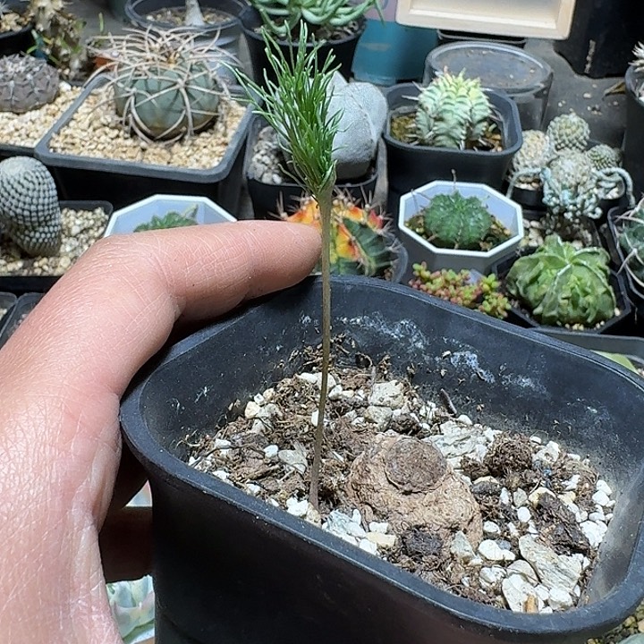 478大毛刷雾冰玉带盆发货