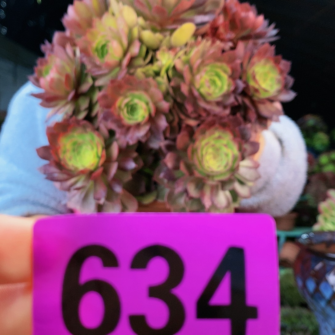 sssssssssssssssssssss634