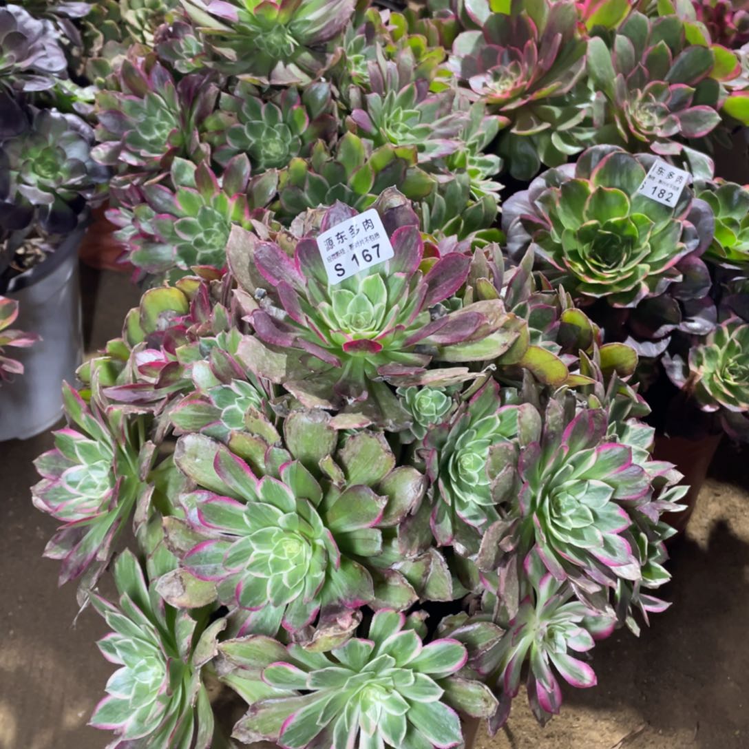 167莲花多肉法师断枝不包