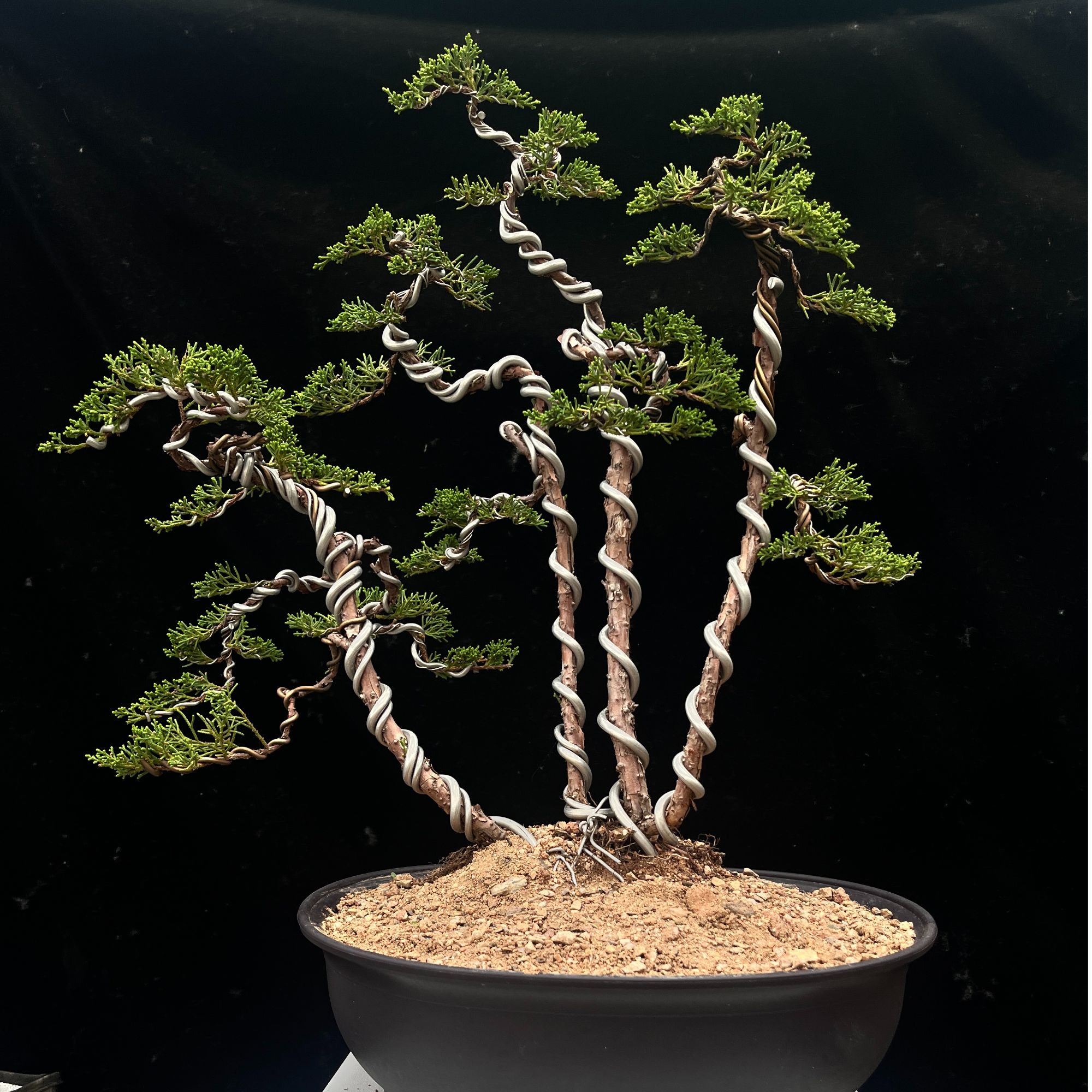 文人、悬崖、临水、多干盆景（一物一拍，直播间专用，请勿私自下单）