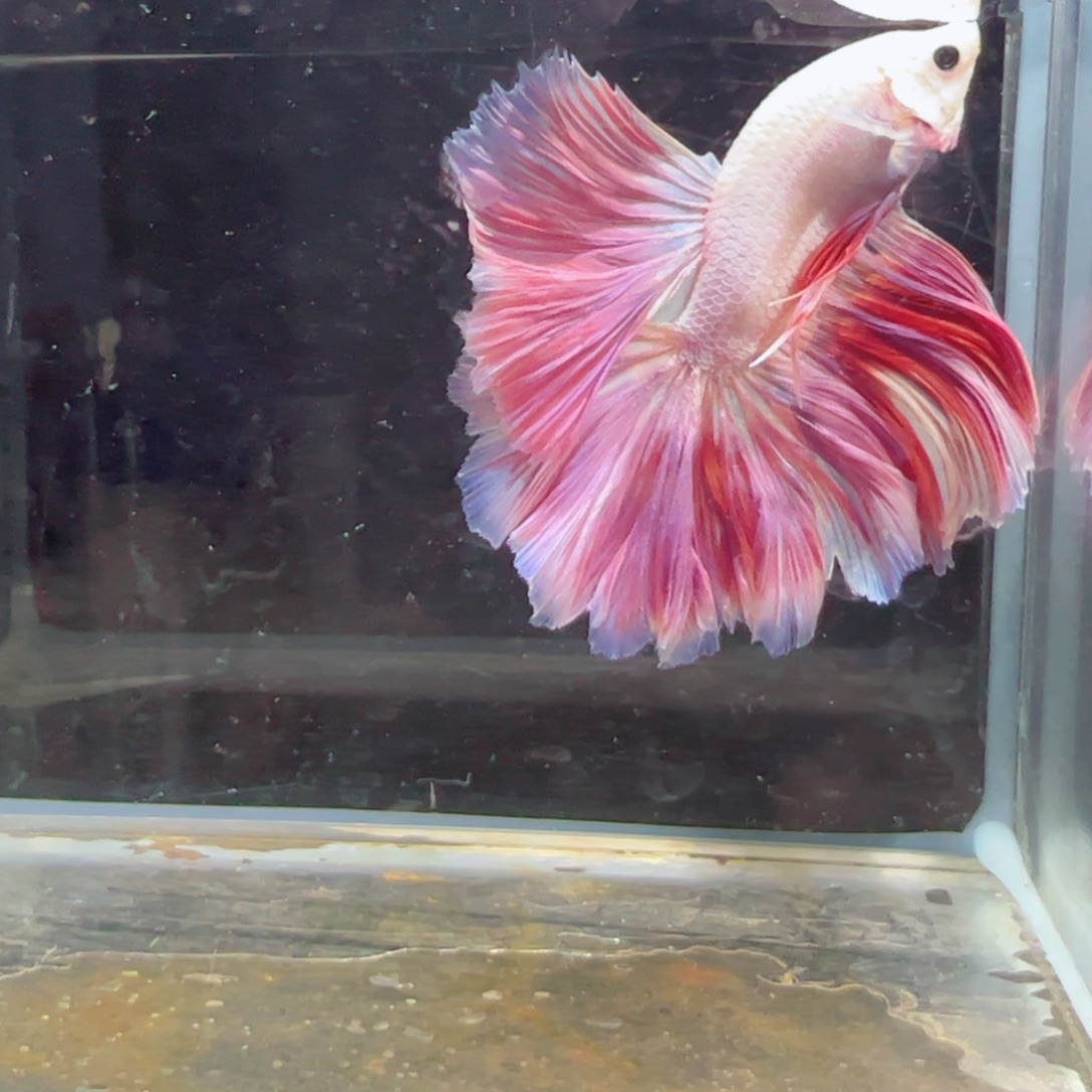 斗鱼浅色特殊尾hhhh