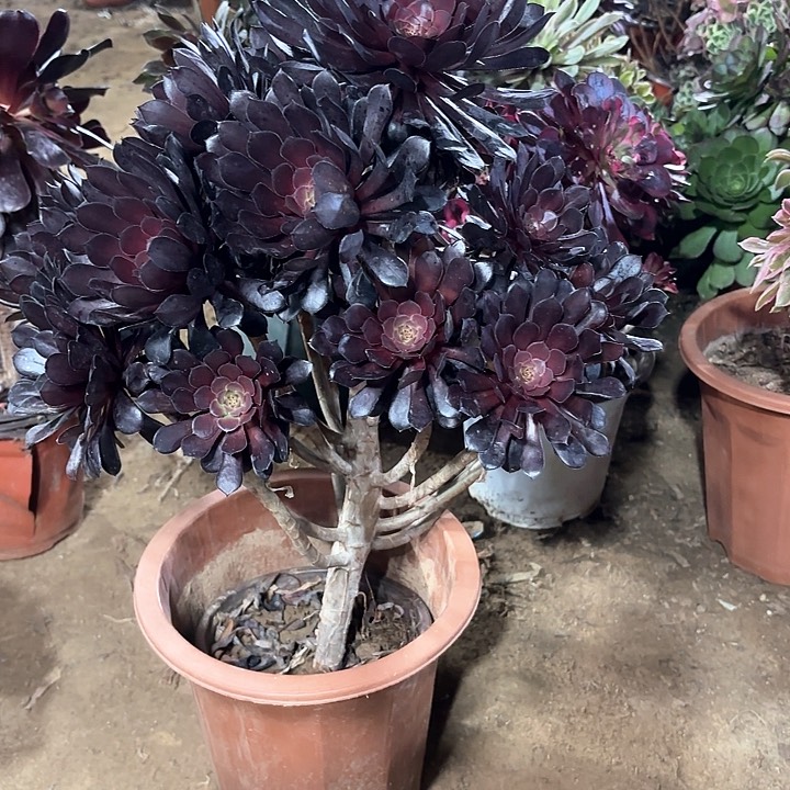 多肉植物黑铜壶84