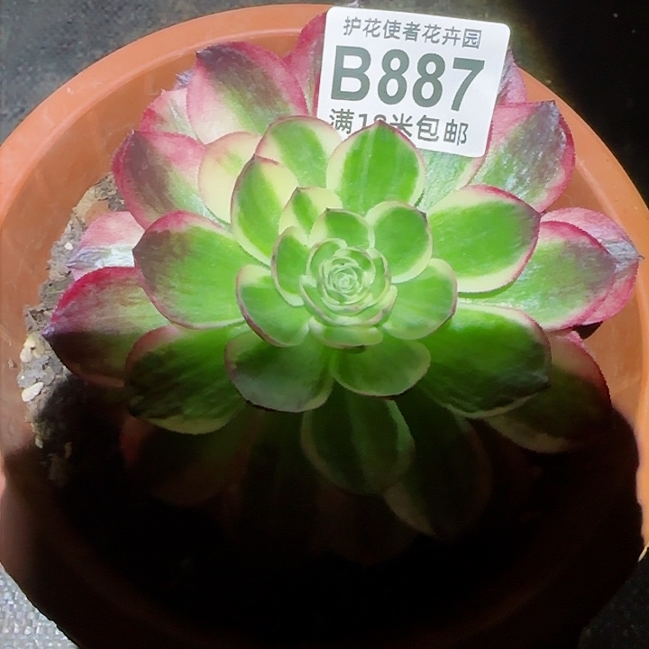 多肉法师淘宝福利