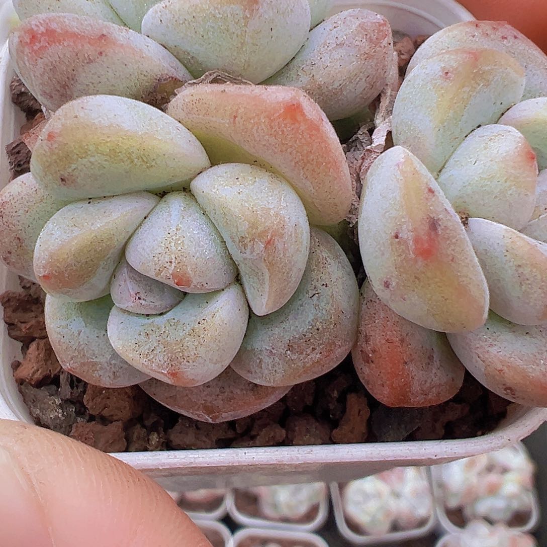 冰玉群19包邮多肉植物