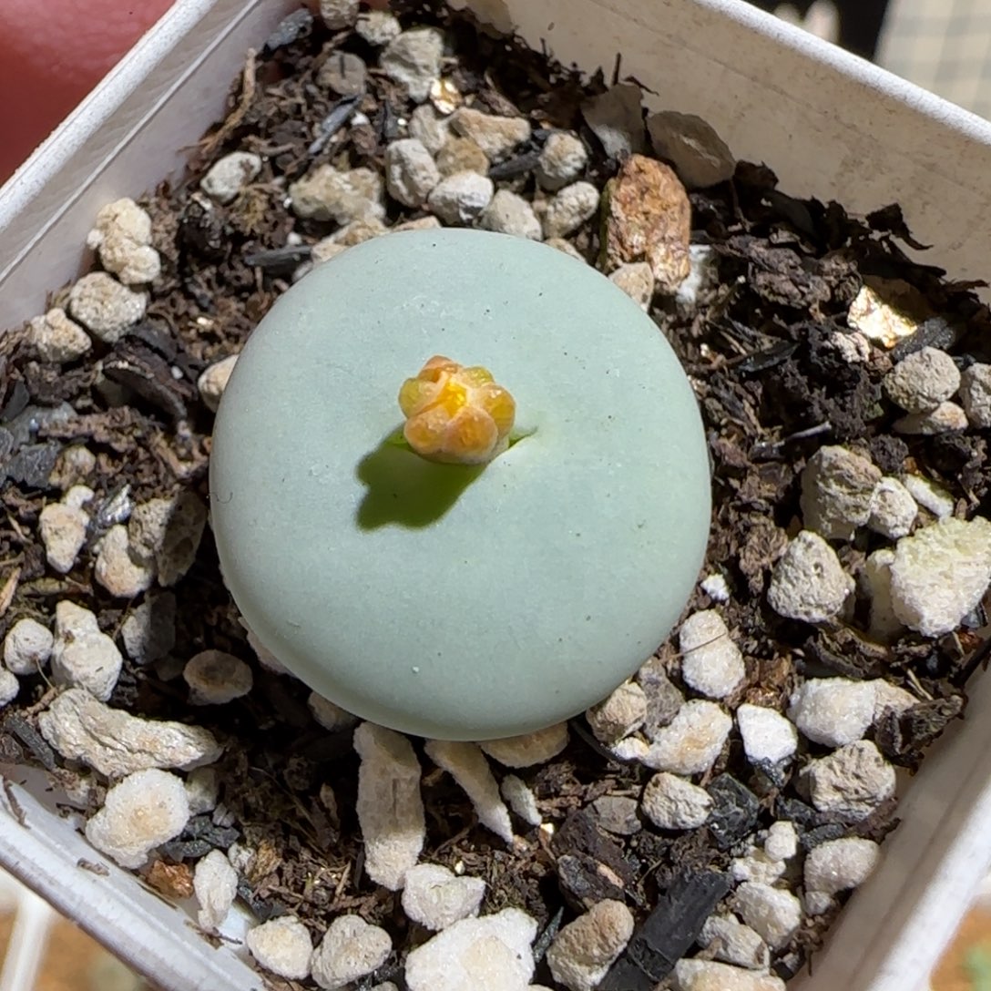 肉锥多肉植物组合-杂交881