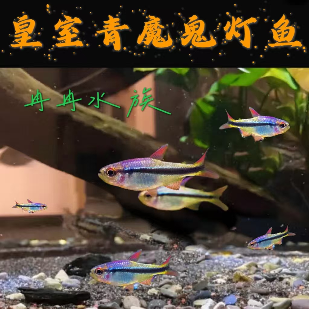 灯科鱼 黄室青魔鬼  混养  小型灯科鱼