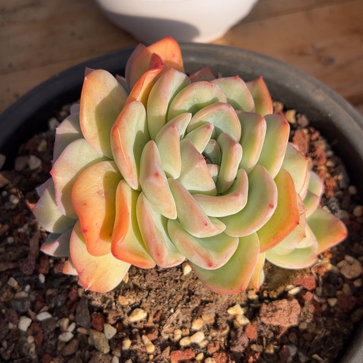 伊***琳泡芙 群生 多肉植物