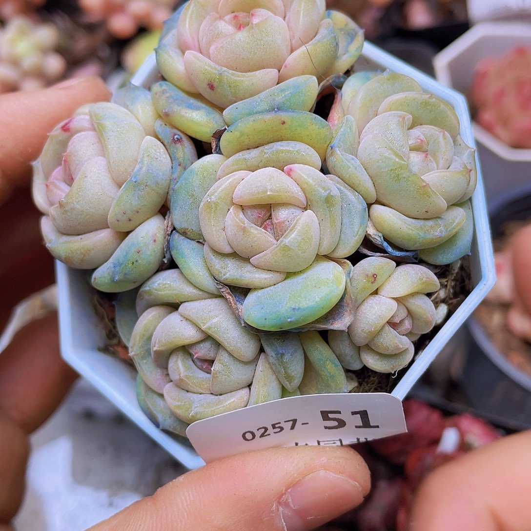 0000000000000051量拍