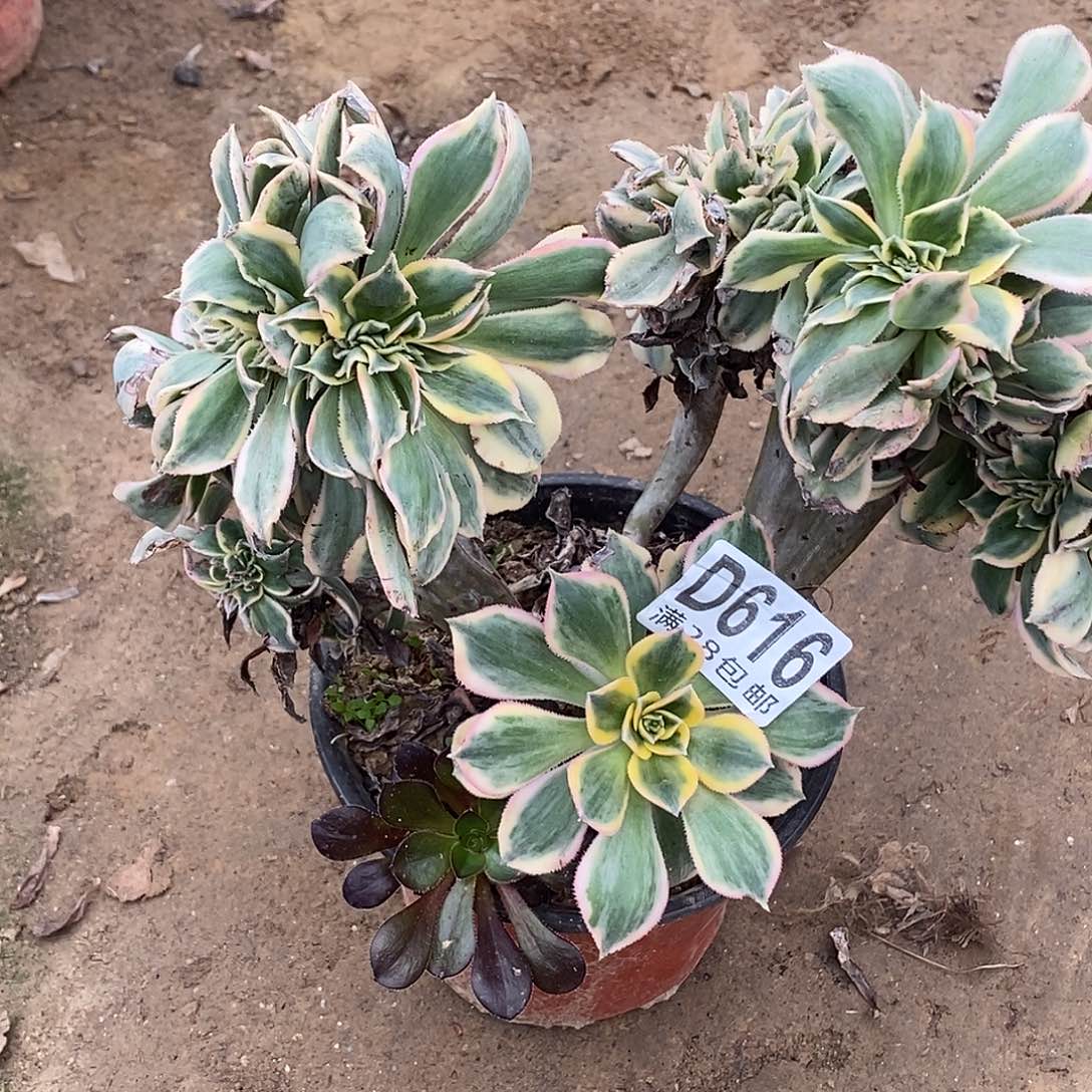 云***轻616 多肉植物不包断枝