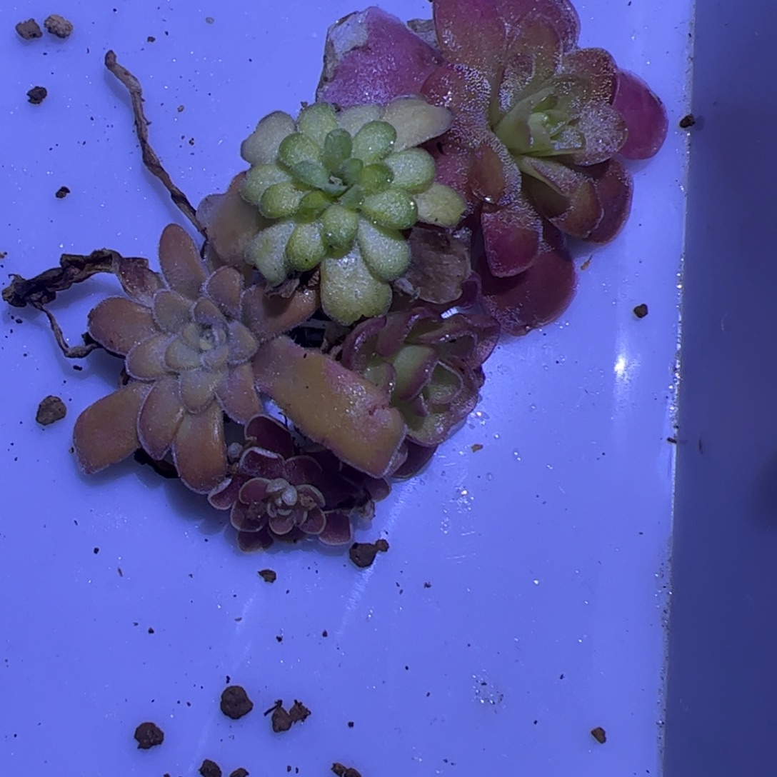 啾****多肉植物捕虫堇专拍