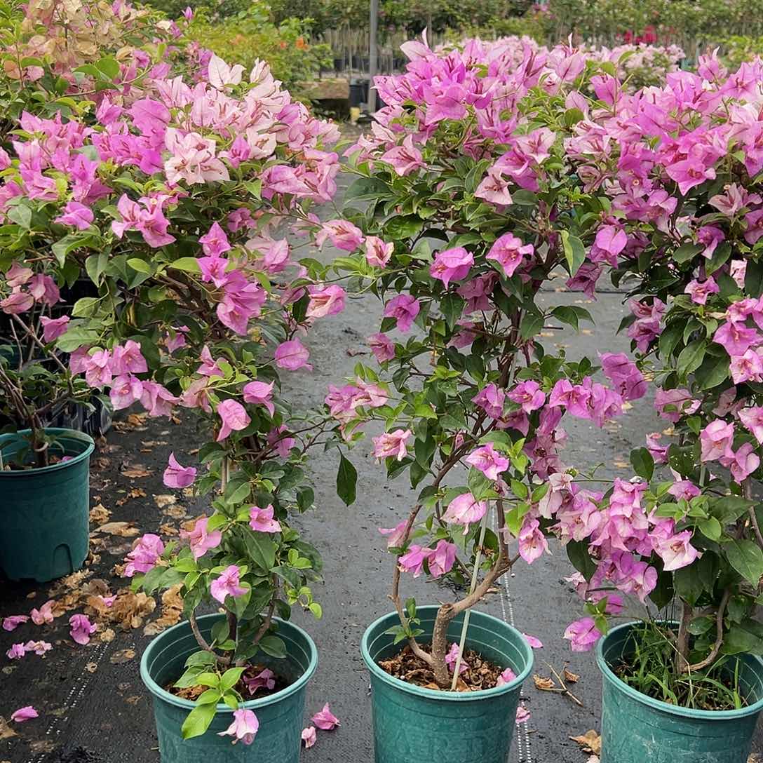 大部分花苞少量开放雪紫带竹一颗