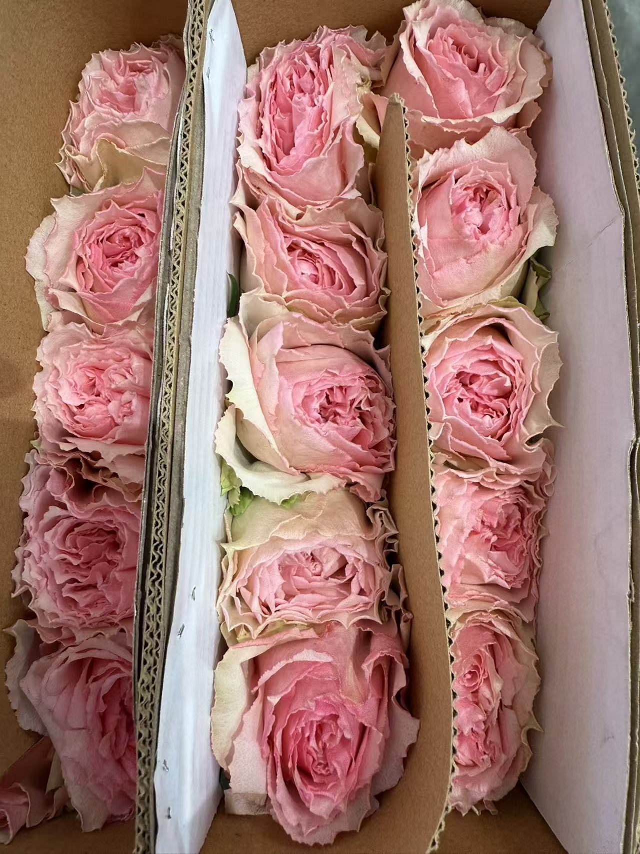 雪绒单头玫瑰 (实物以直播间为准)花艺生活摆放