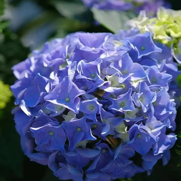 【拾·玖】5加仑大海兰 切花绣球 花朵大直立性高适合地栽